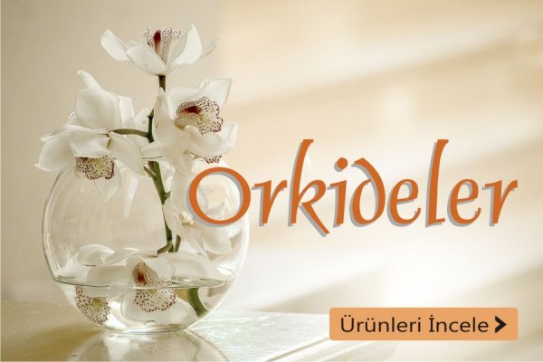 Orkideler - Kütahya Orkide Çeşitleri