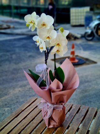 İki Dal Beyaz Orkide - Kütahya'da Çiçekçi