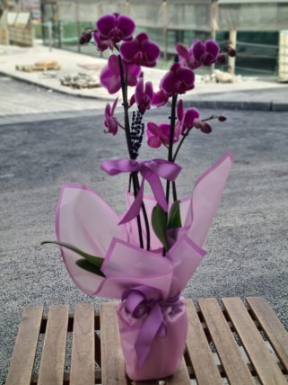 İki Dal Mor Orkide, Kütahya Çiçekçi