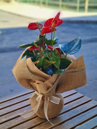 Anthurium (Antoryum)